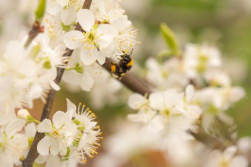 Bij / hommel hard aan het werk