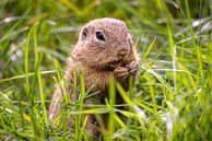 Serene Siesel: Een Moment van Rust in het Gras van Triki Photography thumbnail