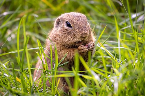 Serene Siesel: A Moment of Tranquillity in the Grass