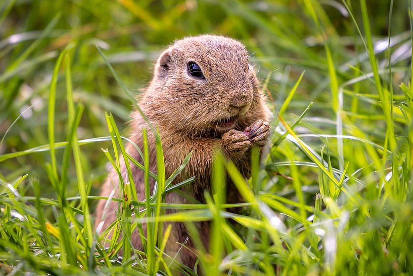 Serene Siesel: Een Moment van Rust in het Gras van Triki Photography