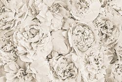 Bloemen Pioen Beige