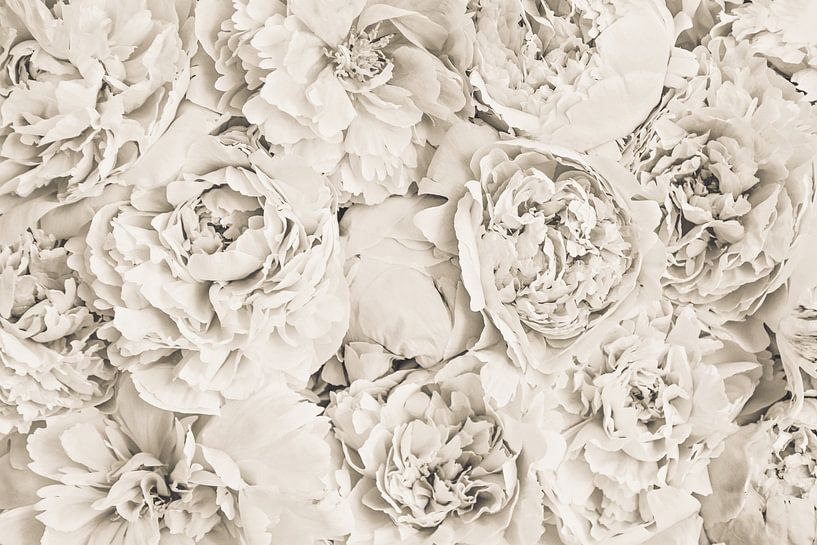 Blumen Pfingstrose Beige von Monika Strigel