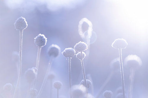 Des capitules de fleurs oniriques baignés d'une douce lumière - Photographie macro de nature