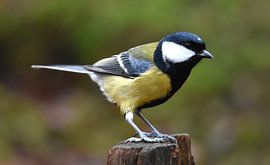 Einfach eine tolle Titte. von Klazina Visser