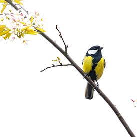 great tit in blossom tree in high key by Francis Dost