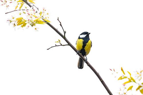 grand titre dans blossom tree à high key