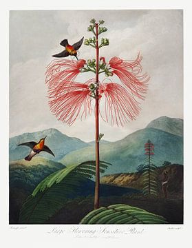 Grootbloemige gevoelige plant uit The Temple of Flora (1807) door Robert John Thornton. van Frank Zuidam