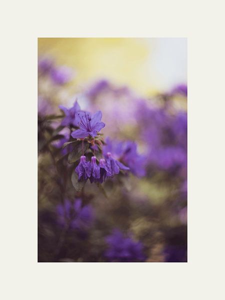 Lila Blumen von @Unique