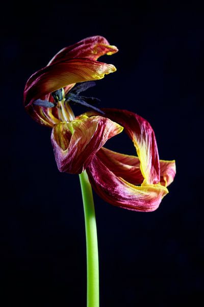 Ephemerality by Thomas Jäger