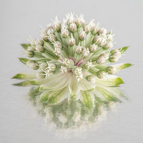 Eenvoudig stilleven: Weerspiegeling van een Zeeuws knoopje