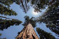 Sequoia-Baum / Riesenmammutbaum  von André Thierry Miniaturansicht