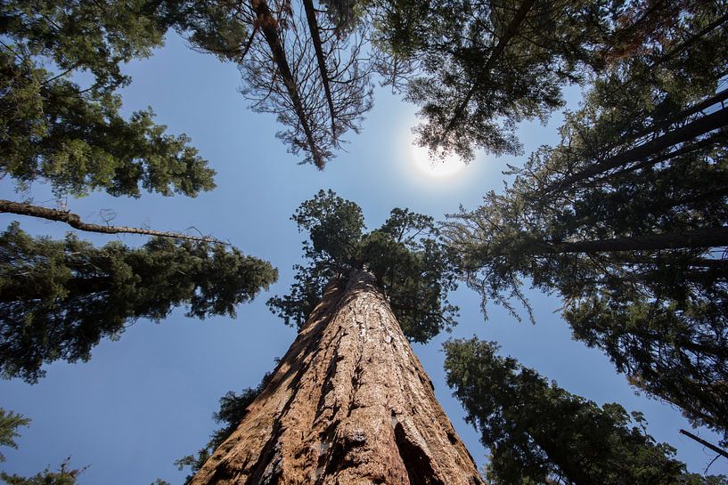 Sequoia Boom / Mammoetboom  van André Thierry