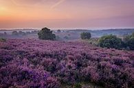 Purple Landscape by Jimmy Sorber thumbnail