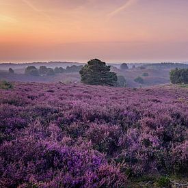 Purple Landscape by Jimmy Sorber