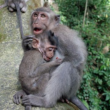 Maman singe avec bébé 3 sur t.ART