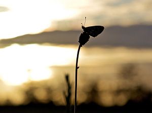 Lune d'argent au lever du soleil