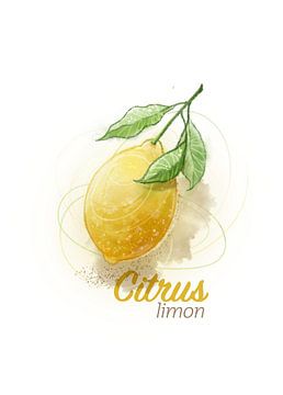 Zitrusfrucht Limone von Ingrid Joustra