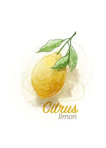 Citrus Limon sur Ingrid Joustra