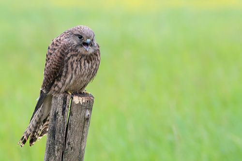 Torenvalk op een paaltje