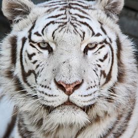 Le tigre blanc sur Esther van Engen