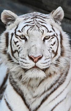 De Witte Tijger van Esther van Engen