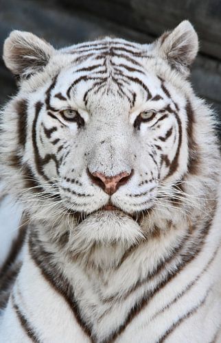 The White Tiger
