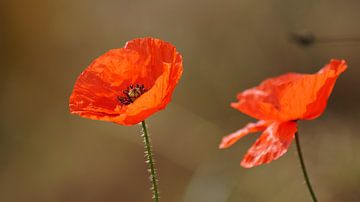 Poppy flower in summer by Jos Berkien