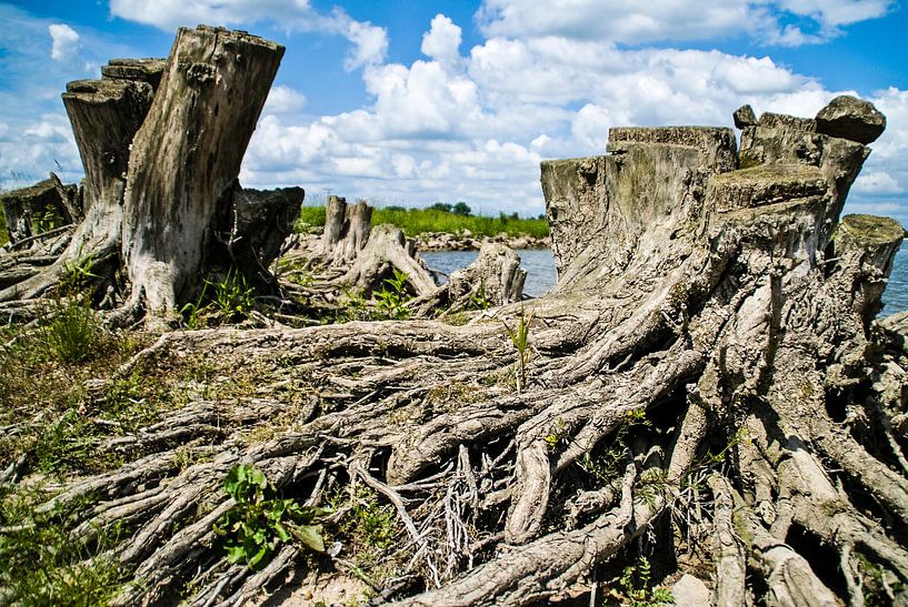 Landschap van Lieke Doorenbosch