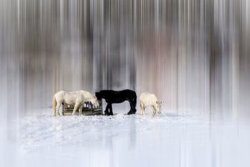 Paarden in de sneeuw van Chantal CECCHETTI