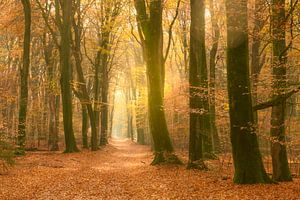 Pad door een goudkleurig bos in de herfst van Sjoerd van der Wal Fotografie