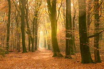 Pad door een goudkleurig bos in de herfst van Sjoerd van der Wal