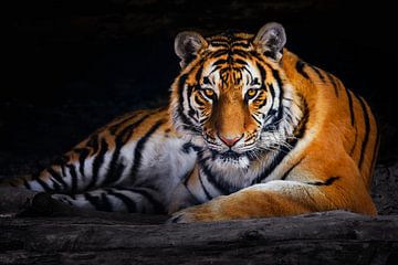 Nahaufnahme eines liegenden Tigers von Chihong