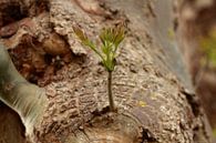 'Pflanze vom Baum'. von Capture the Moment 010 Miniaturansicht