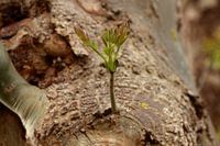 Plant uit boom