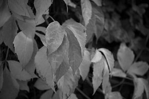 Die Farben des Herbstes in unterschiedlicher Pracht