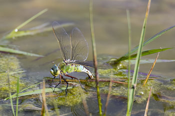 Dragonflies