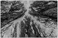 three trees