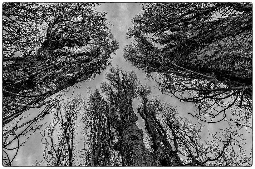 three trees by Wim de Vos