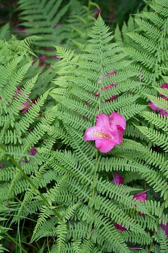 Varensblad met roze rododendronbloem