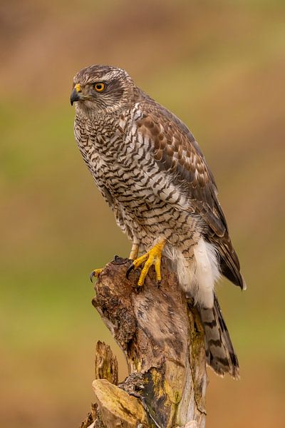Goshawk, Accipiter gentilis. A portrait of a Goshawk by Gert Hilbink
