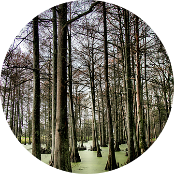 Cypress Swamp, USA van Esther Hereijgers