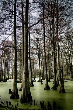 Cypress Swamp, USA van Esther Hereijgers