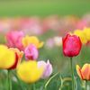 Een veld vol kleurrijke tulpen in rood, geel en oranje creëert een lenteachtige sfeer van Thomas Heitz