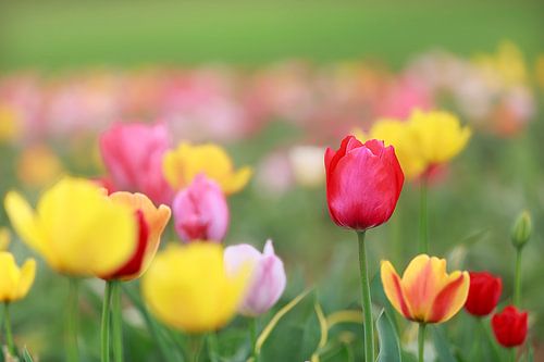 Een veld vol kleurrijke tulpen in rood, geel en oranje creëert een lenteachtige sfeer