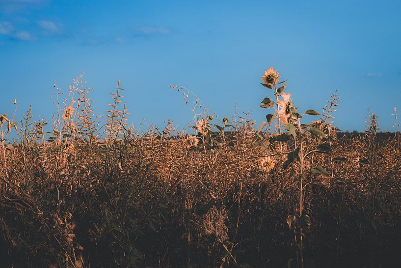 Tournesol par Tim Zentgraf