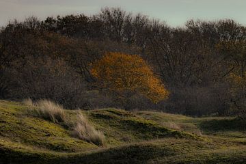 Autumn light among the dunes