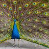 Majestic Peacock by Nancy Pauwels Photo