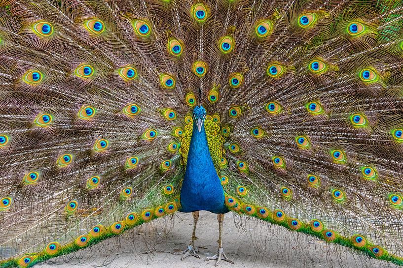 Paon majestueux par Nancy Pauwels Photo