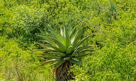 African aloe in bush landscape from nature reserve Hluhluwe National P by SHDrohnenfly