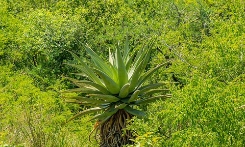 Aloès africain dans la brousse de la réserve naturelle de Hluhluwe Nation